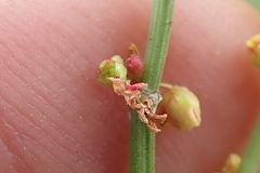 Rumex woodii