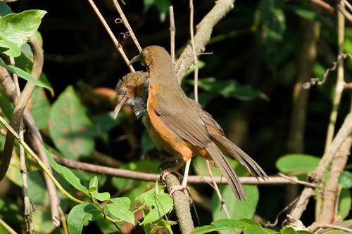 Black-streaked Scimitar Babbler (Erythrogenys gravivox), photo 8