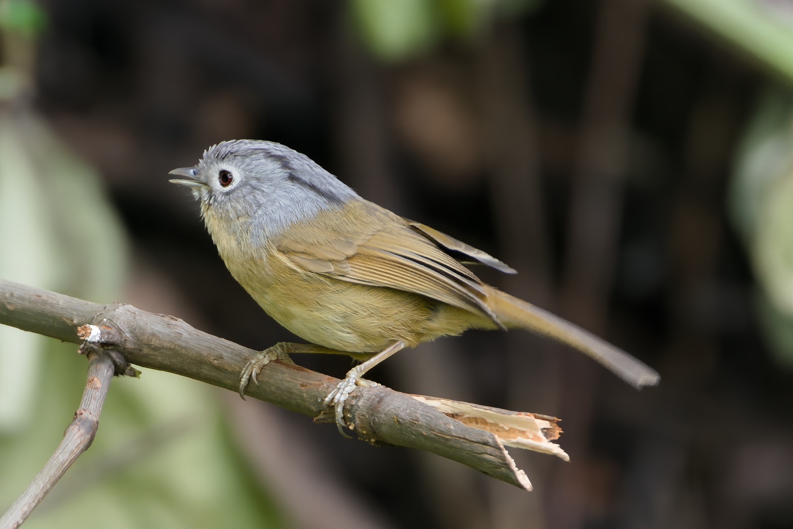 Yunnan Fulvetta