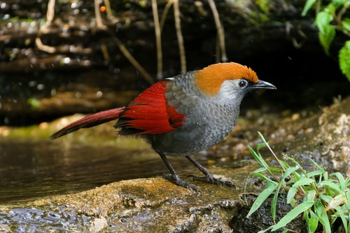 Red-tailed Laughingthrush (Trochalopteron milnei), photo 3