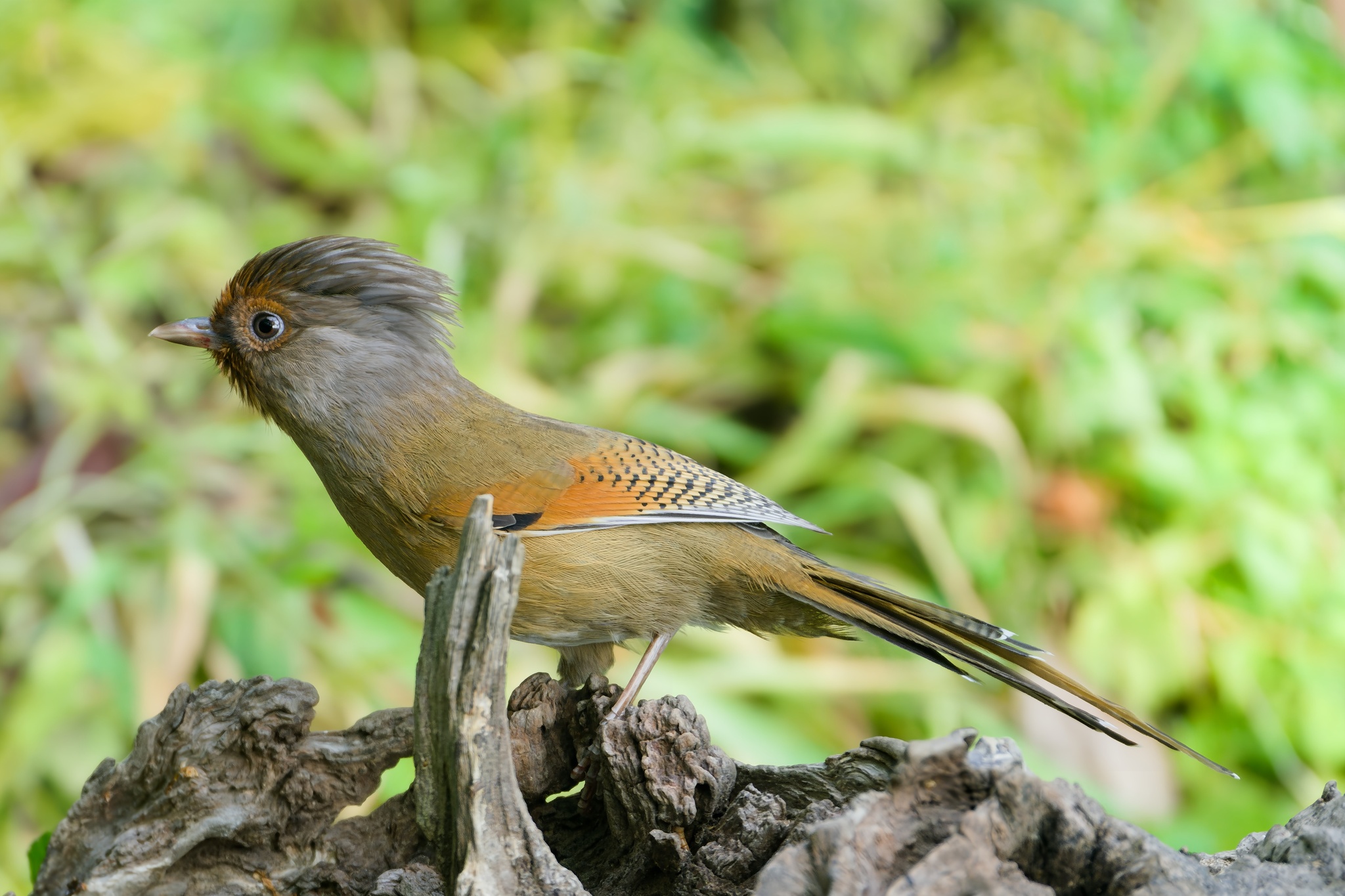 Rusty-fronted Barwing
