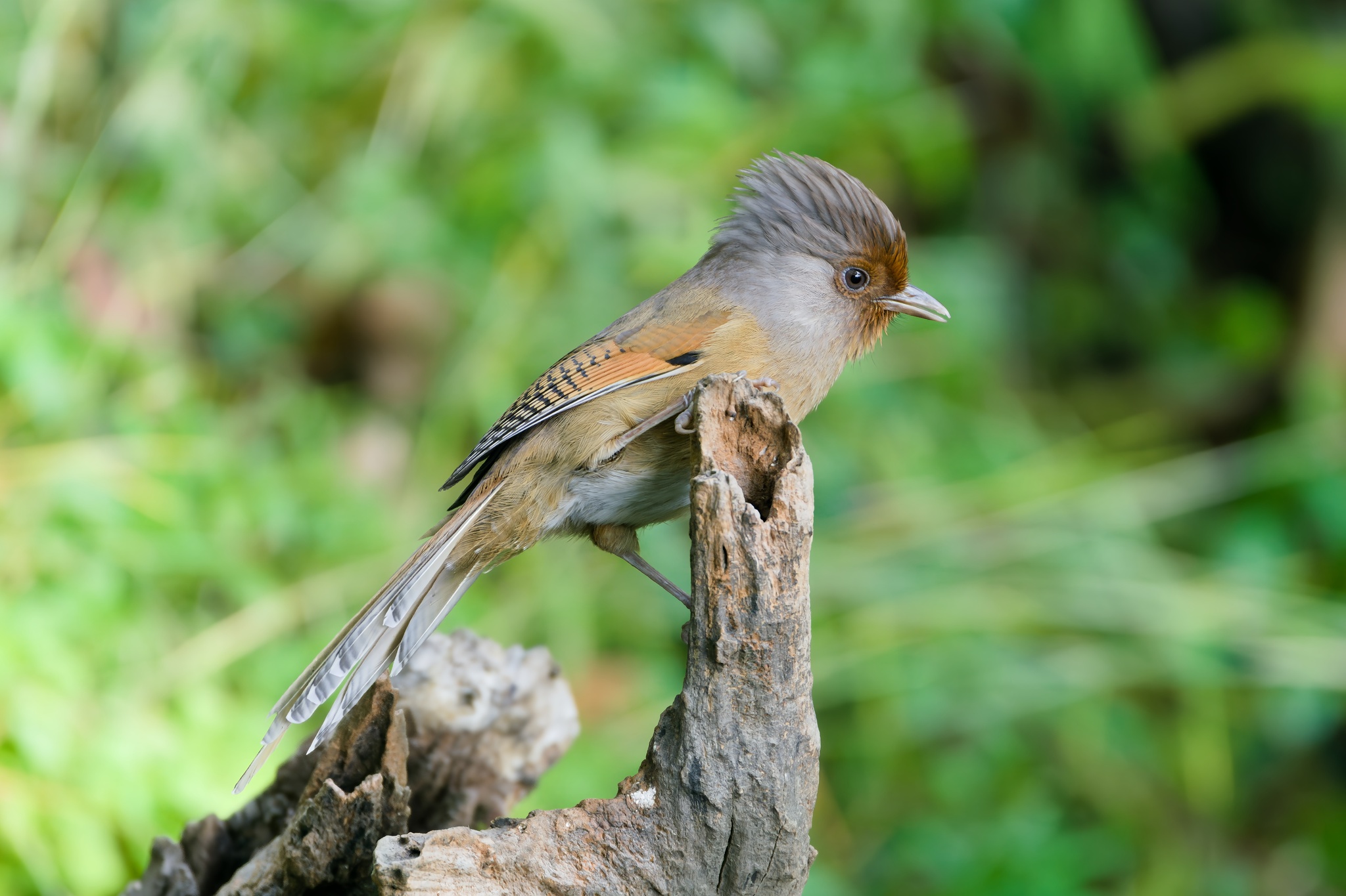 Rusty-fronted Barwing