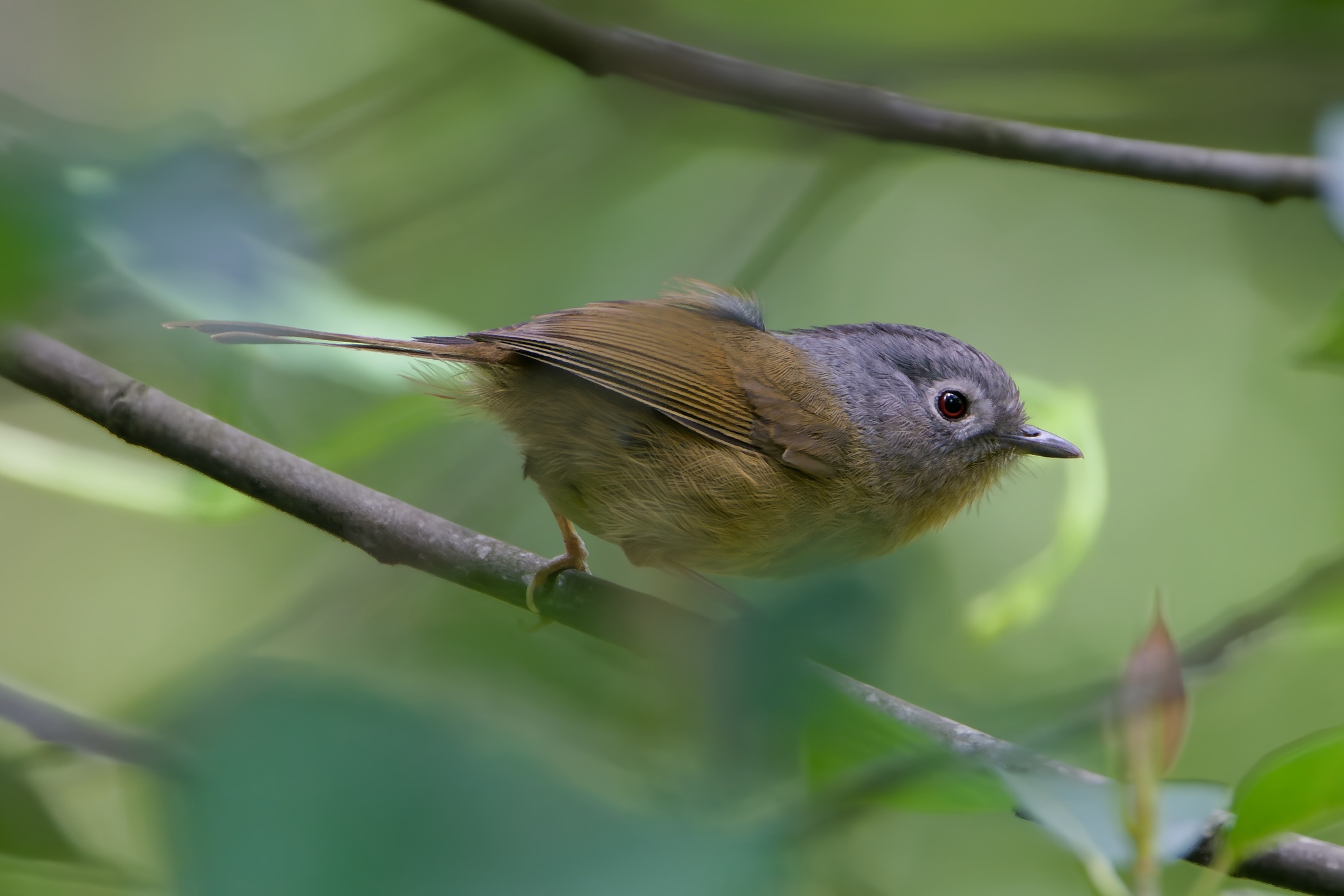 Yunnan Fulvetta