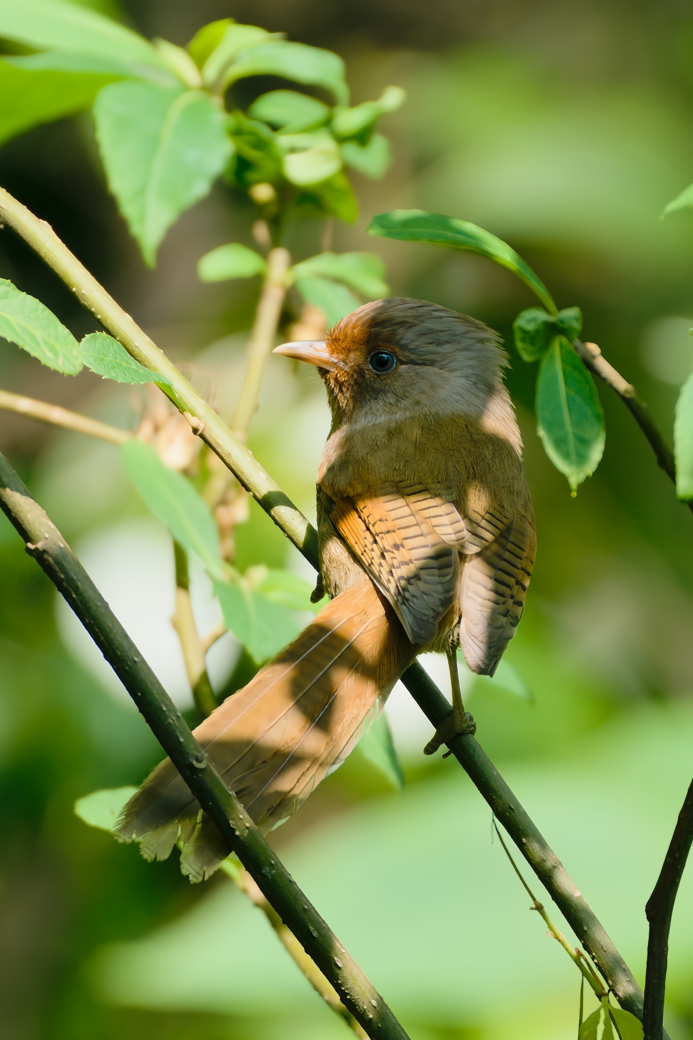 Rusty-fronted Barwing