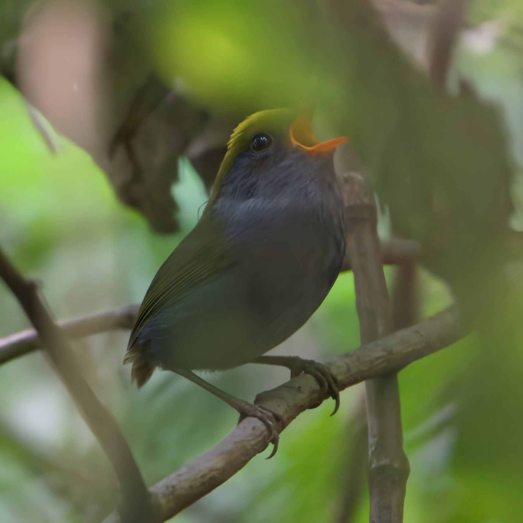 Grey-bellied Tesia