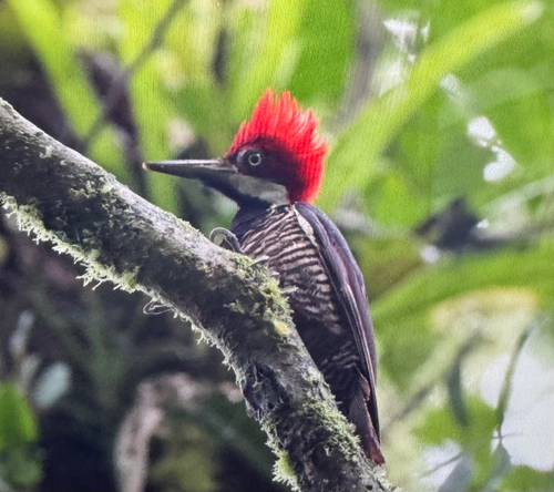 Guayaquil Woodpecker (Campephilus gayaquilensis), photo 10