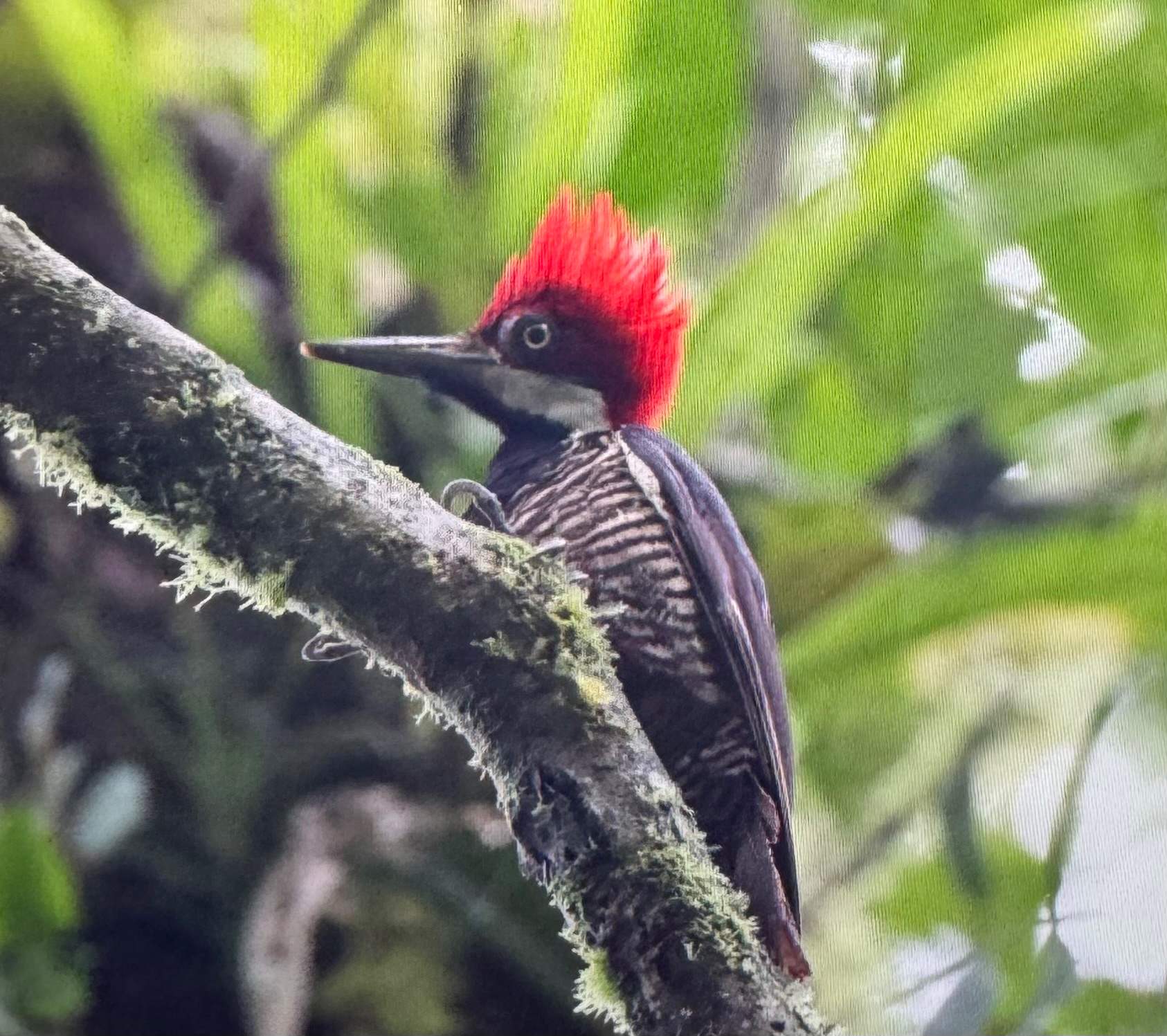 Guayaquil Woodpecker (Campephilus gayaquilensis), photo 3