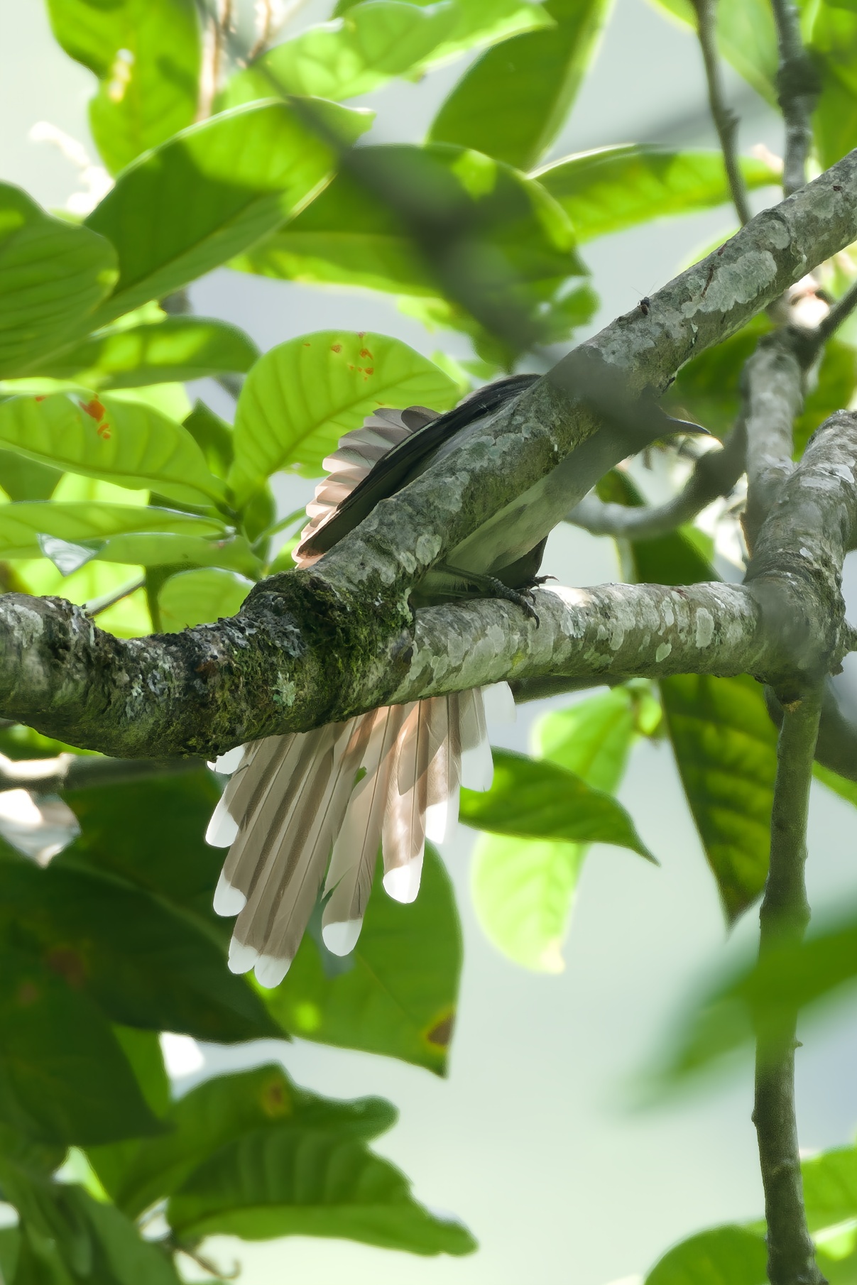 Long-tailed Sibia
