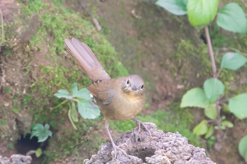 White-bellied Redstart (Luscinia phaenicuroides), photo 9