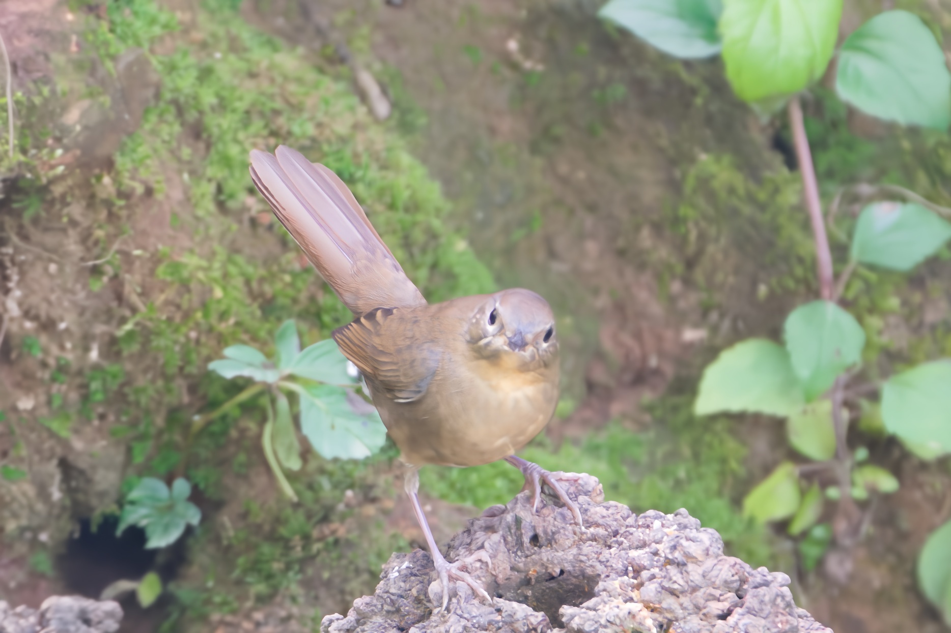 White-bellied Redstart