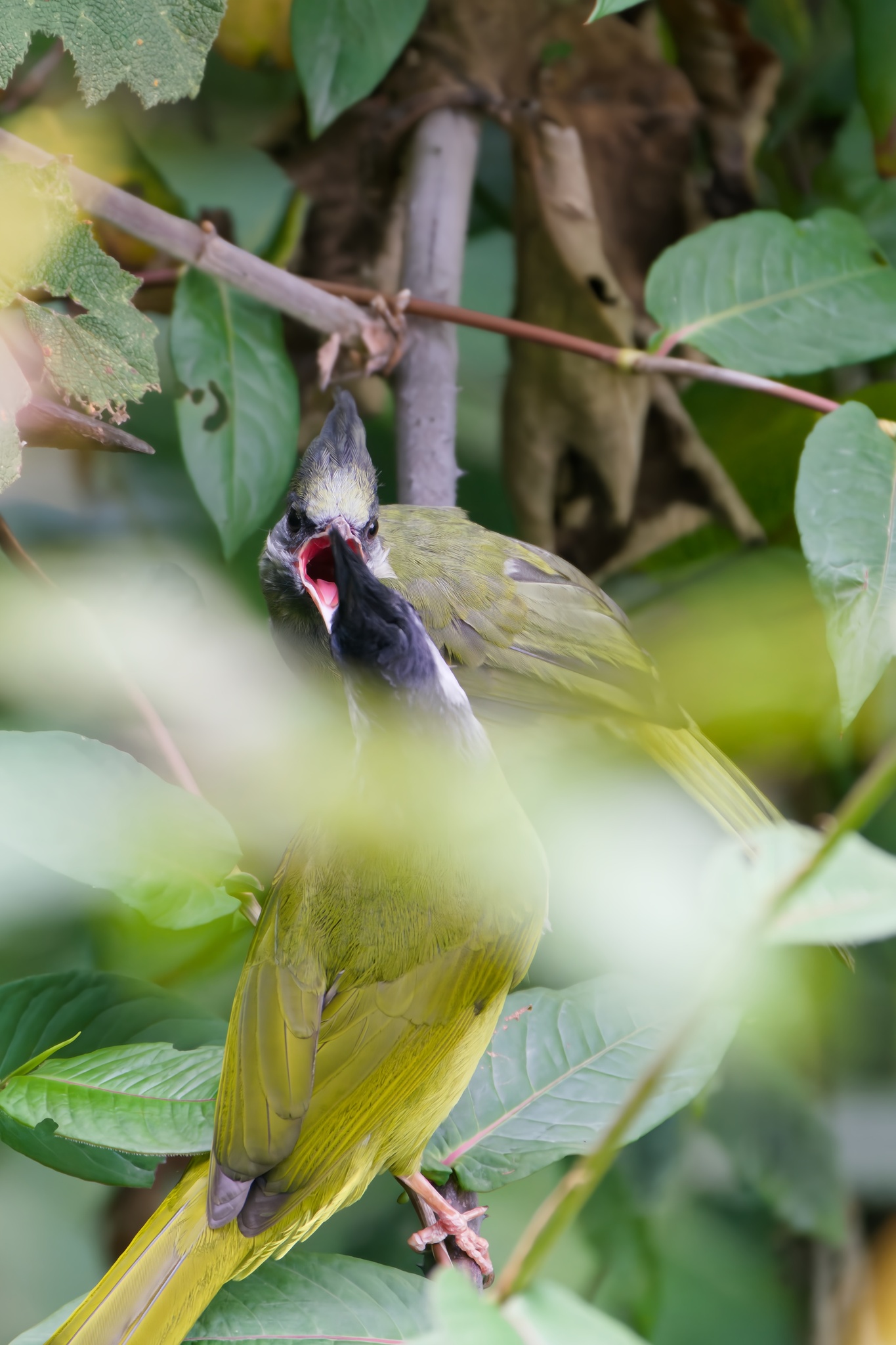 Crested Finchbill