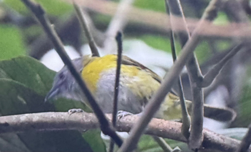 Ashy-throated Chlorospingus (Chlorospingus canigularis), photo 8