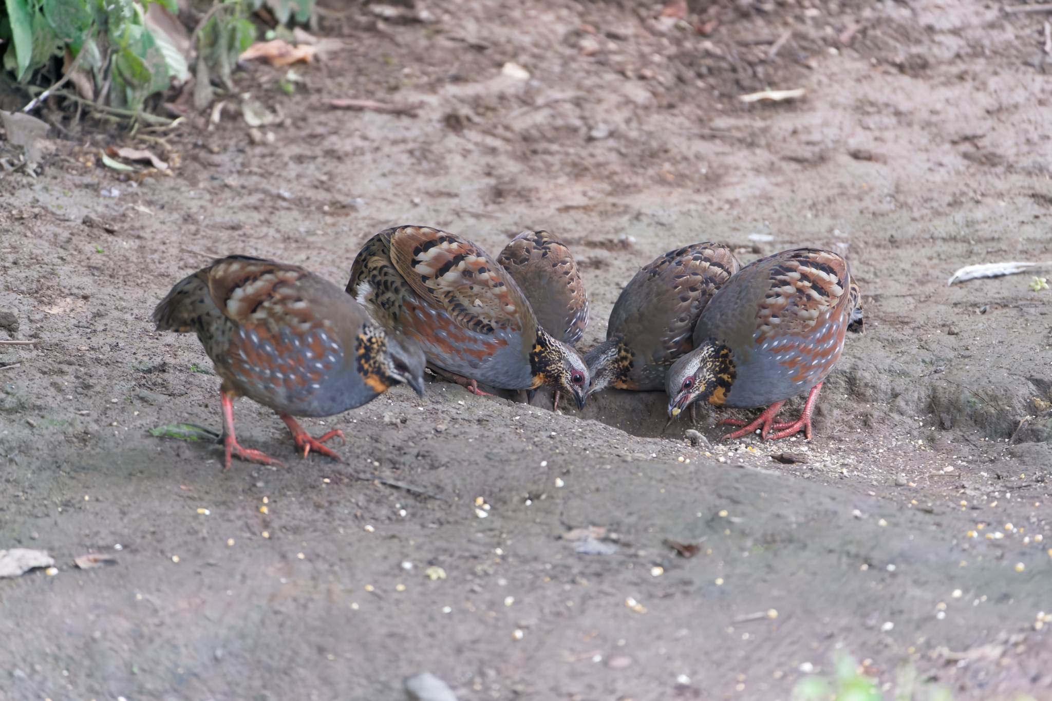 Rufous-throated Partridge