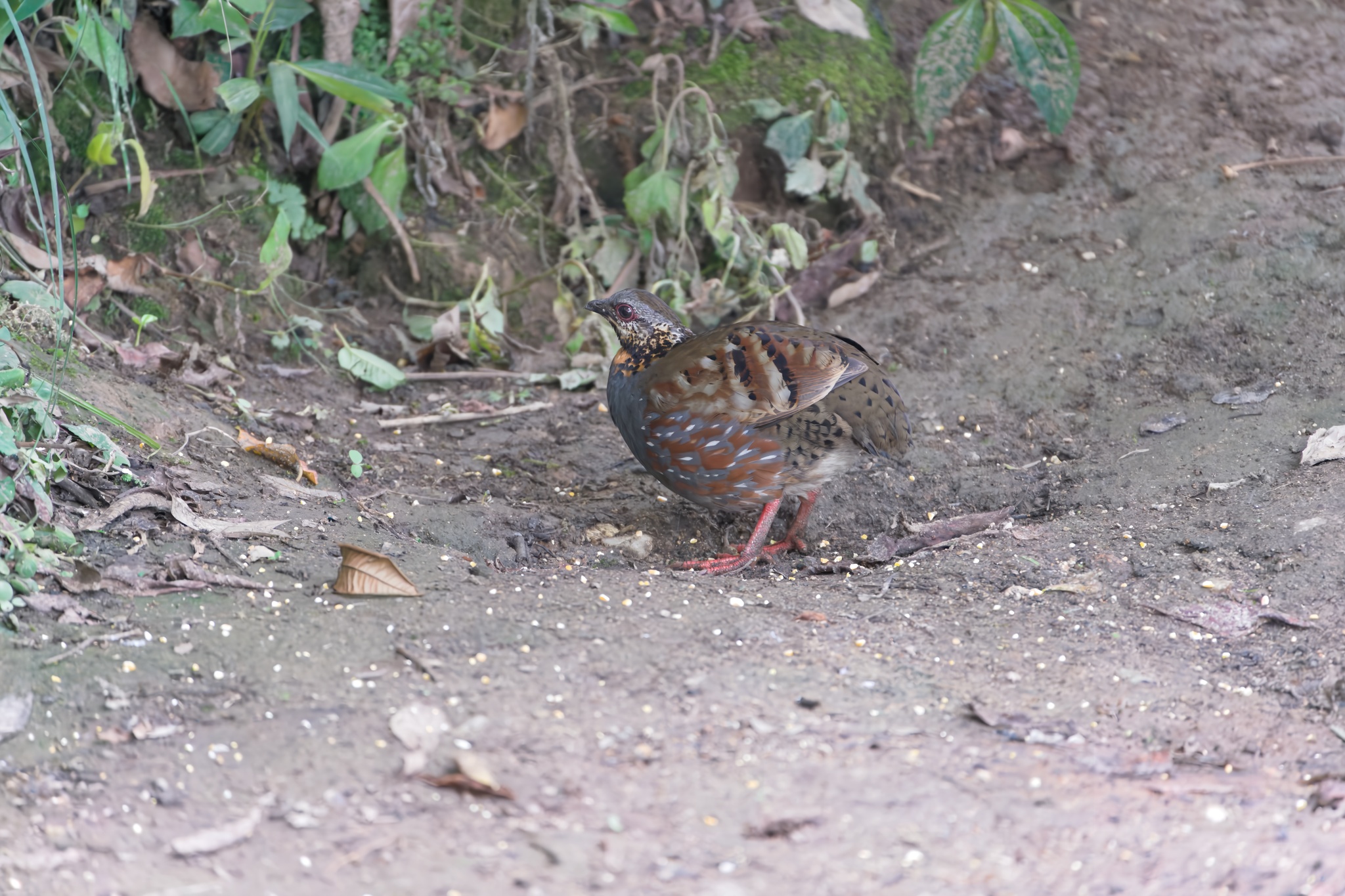 Rufous-throated Partridge