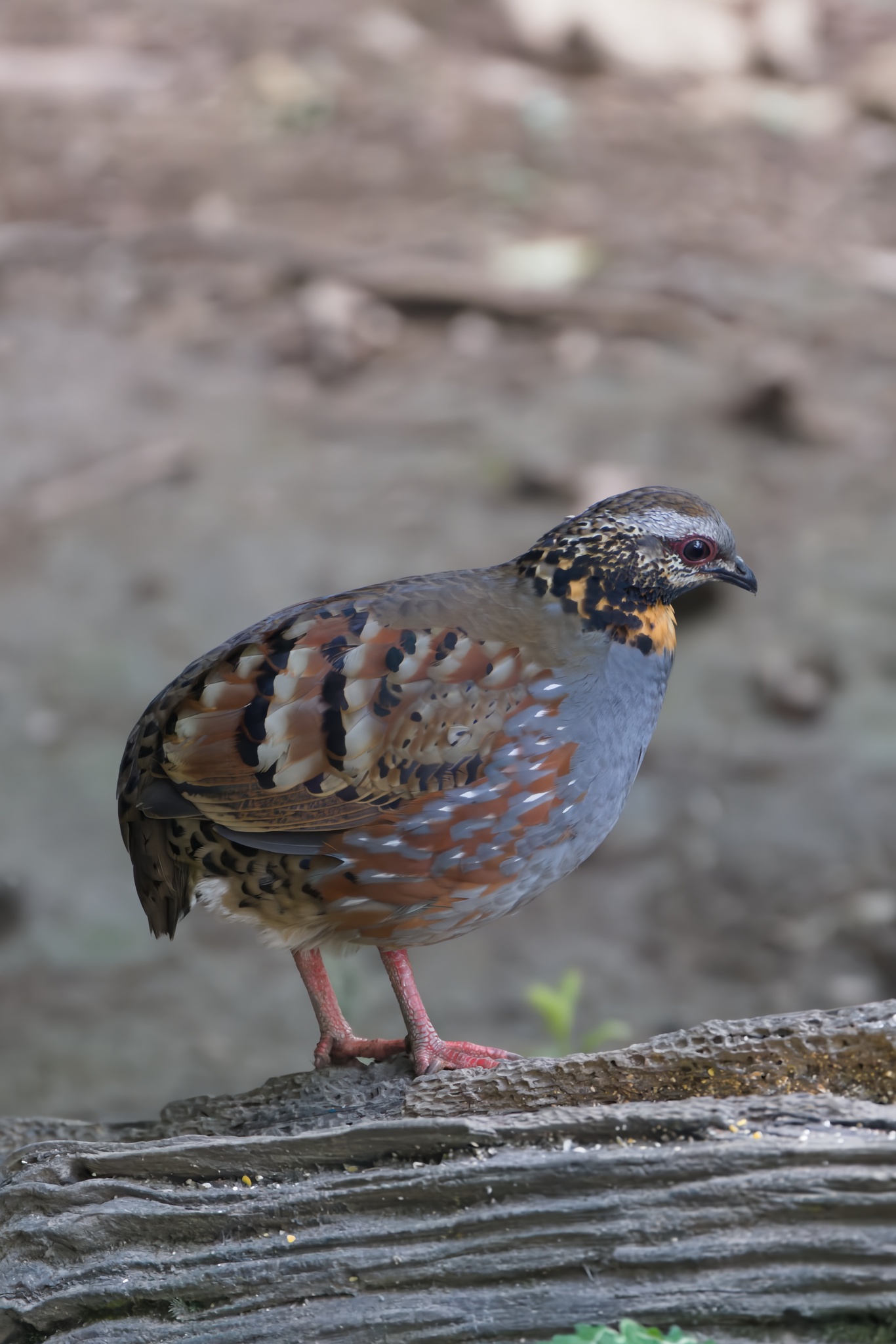 Rufous-throated Partridge