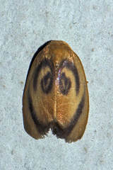 Trischalis subaurana