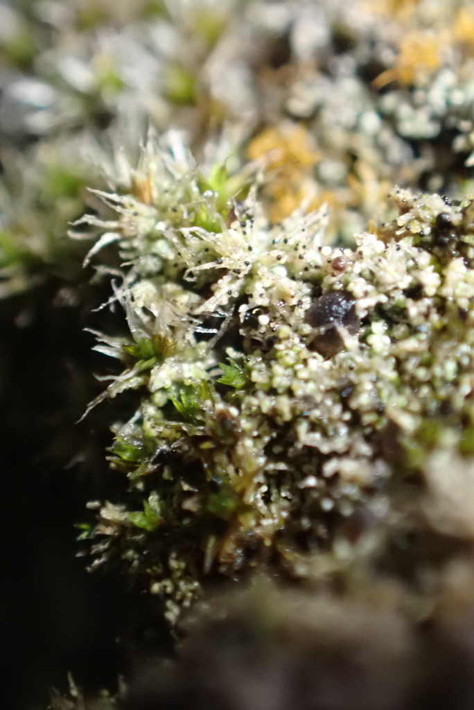 Bryostigma