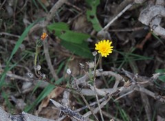 Picris hieracioides hieracioides