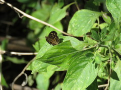 Anthanassa ptolyca amator