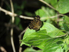 Anthanassa ptolyca amator