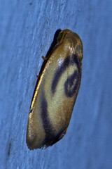 Trischalis subaurana