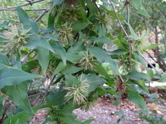 Zabelia triflora