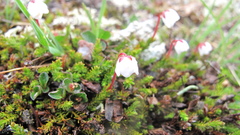 Harrimanella hypnoides