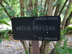Zabelia triflora