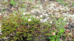 Harrimanella hypnoides