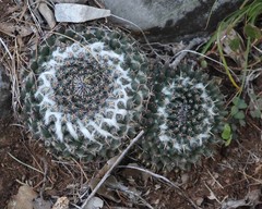 Mammillaria chionocephala