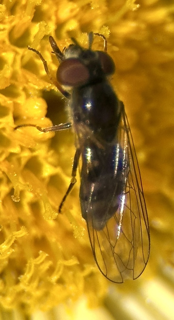 Segata Insects Sedgesitters from Lynchburg, VA, US on November 17, 2025 at 02:48 PM by ...
