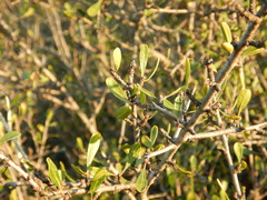 Rhamnus oleoides