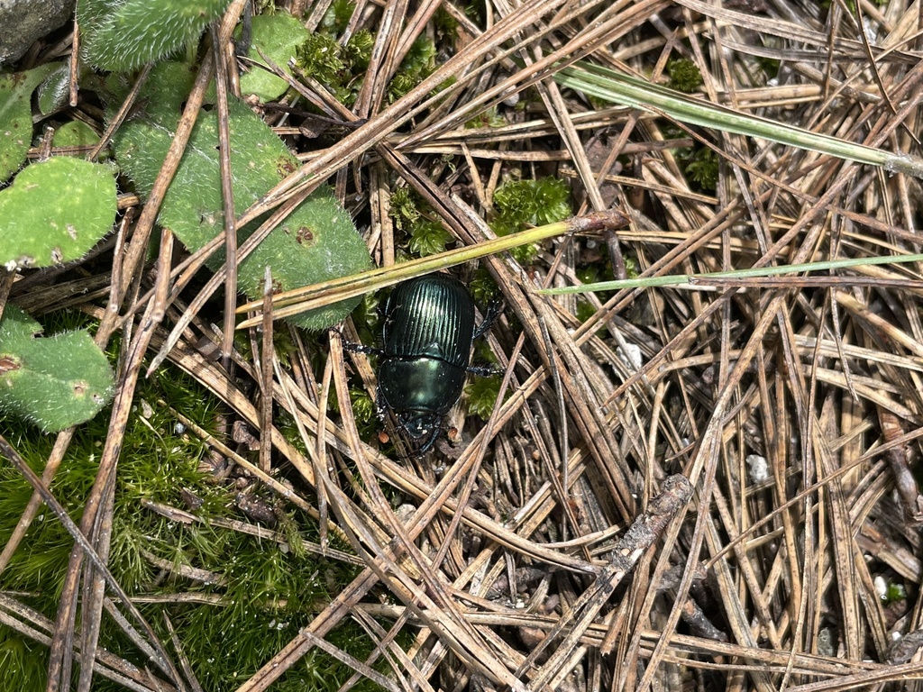 Halffterius rufoclavatus