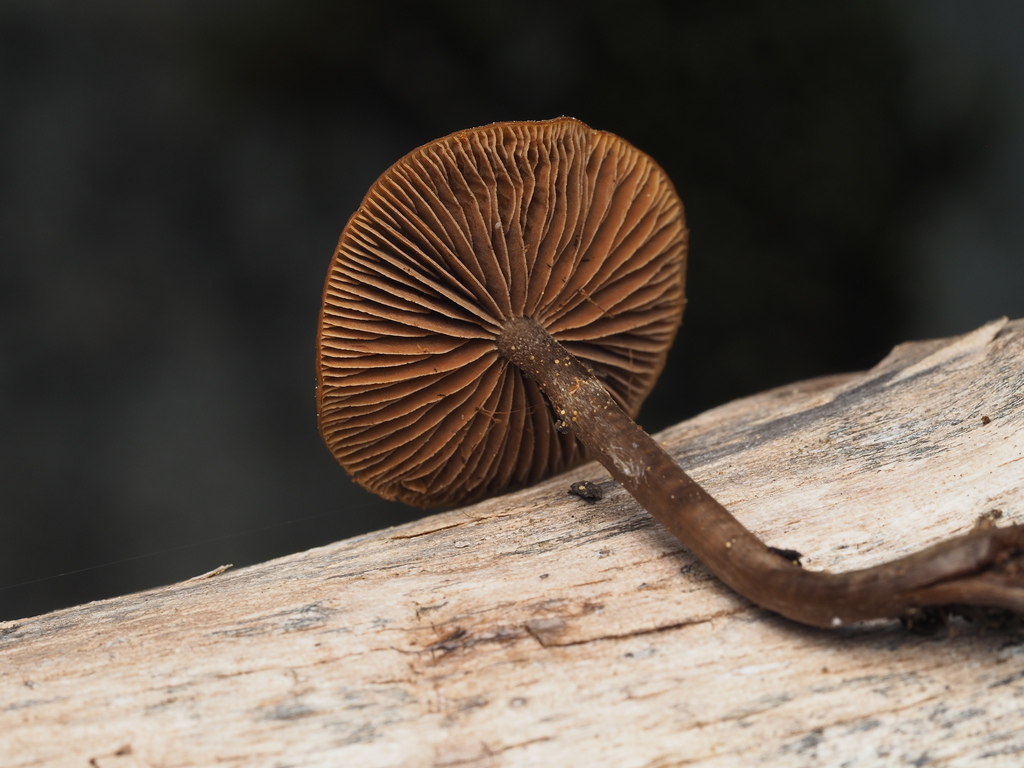 Phaeogalera sp. 'PNW01'