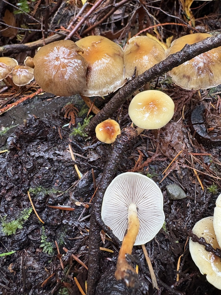 Hypholoma capnoides · November 2025 · photo: © jerryn (iNaturalist, cc-by)