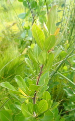 Searsia lucida