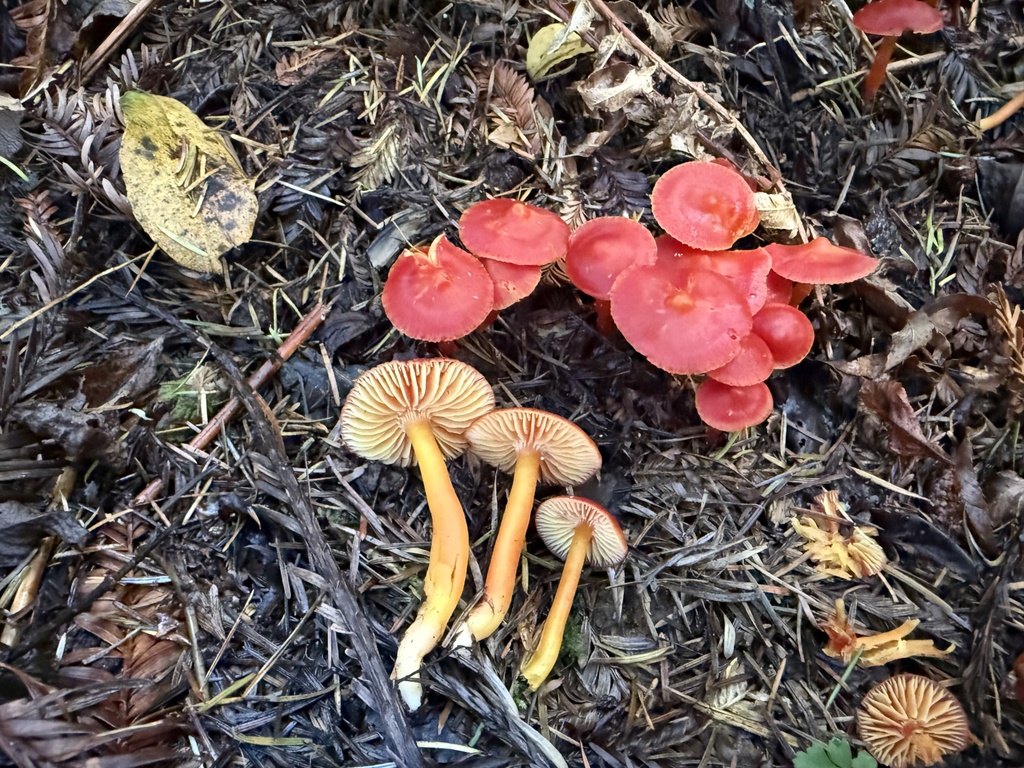 Hygrocybe coccinea · November 2025 · photo: © thehyphaemovement (iNaturalist, cc-by-nc)