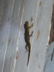 Gekko albomaculatus