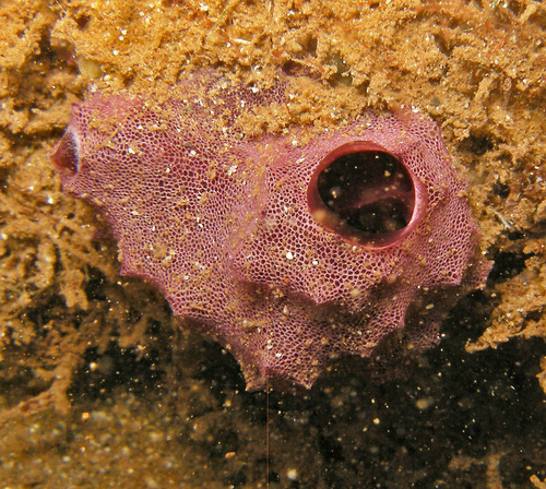 Chelonaplysilla violacea, 2025-11-15