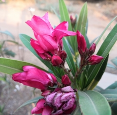 Nerium oleander