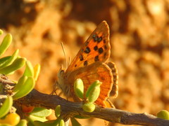 Chrysoritis pan henningi