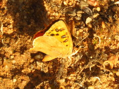 Chrysoritis pan henningi