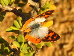 Chrysoritis pan henningi