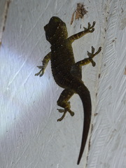 Gekko albomaculatus