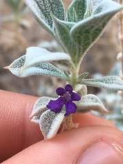 Salvia funerea