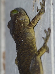 Gekko albomaculatus