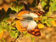 Chrysoritis pan henningi
