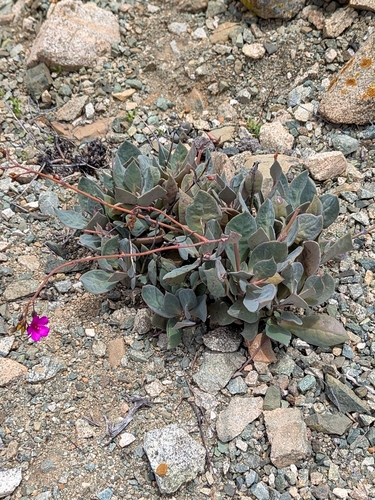 Cistanthe cachinalensis (Cistanthe cachinalensis)