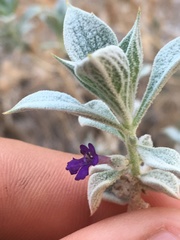 Salvia funerea