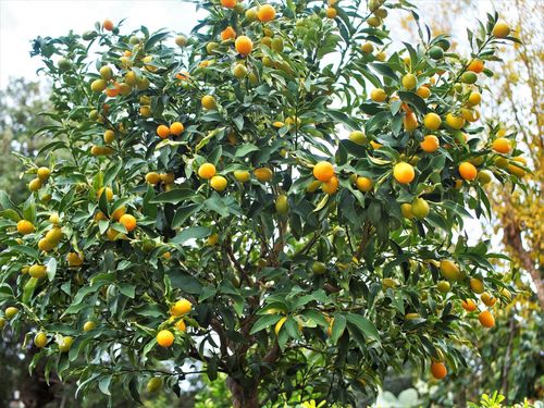 Variety Citrus japonica margarita · iNaturalist United Kingdom